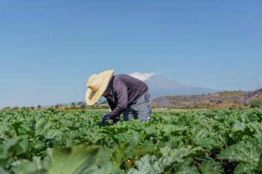 Latin tarım işçisi yeşil kabak hasadı topluyor