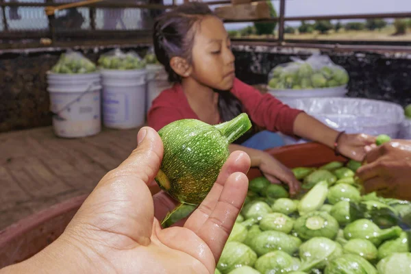 Retrato de una niña ayudando a empacar calabacín verde — Foto de Stock