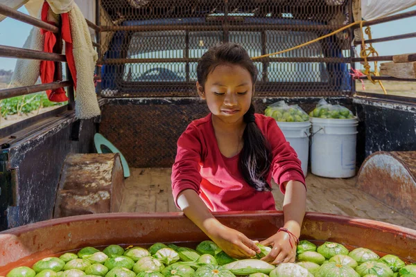 Portrait of a little girl helping to pack green zucchini — Foto de Stock