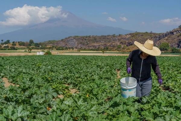 Hispanic man harvesting courgettes from land — Foto de Stock