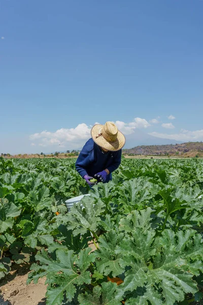 Latin woman harvesting zucchini in mexico — Foto de Stock