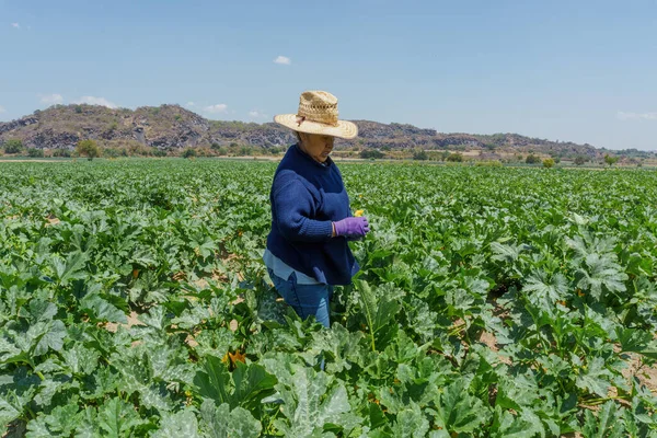 Latin woman harvesting zucchini in mexico — Stock fotografie
