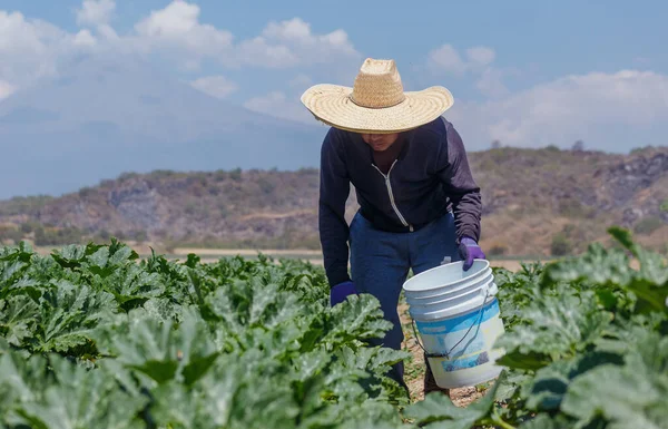 Latijns-Amerikaanse landarbeider bezig met courgettes oogsten — Stockfoto