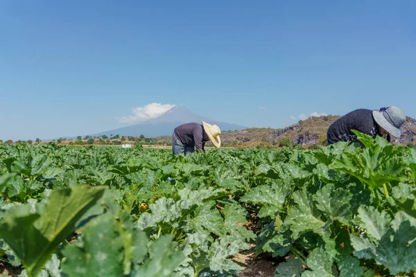 Campesino latinoamericano dedicado a la cosecha de calabacines — Foto de Stock