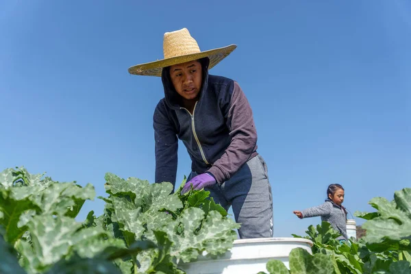 Campesino latinoamericano dedicado a la cosecha de calabacines — Foto de Stock