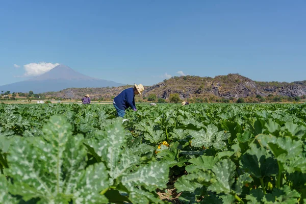 Mexican woman gathering crop of zucchini on field. — Stock fotografie
