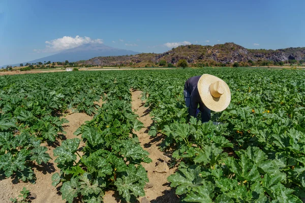 Mexicaanse plukken groene courgettes op plantage — Stockfoto