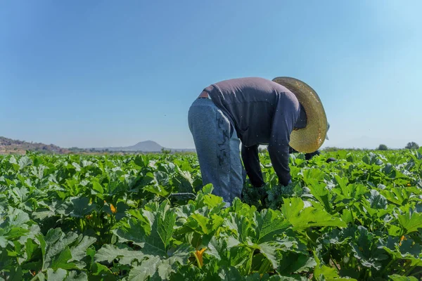 Farmer holding courgette,zucchini in mexico — Stock fotografie