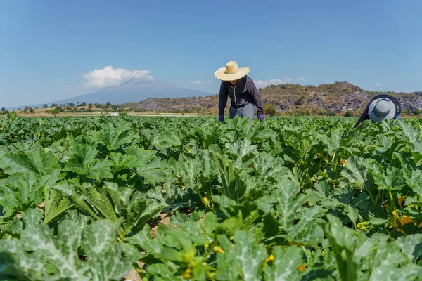 Hispanic man harvesting courgettes from land — Stock fotografie