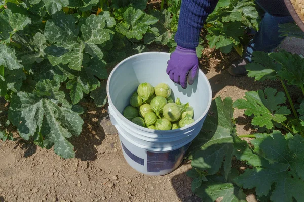 Green courgettes in a plastic bucket during harvest — Foto de Stock