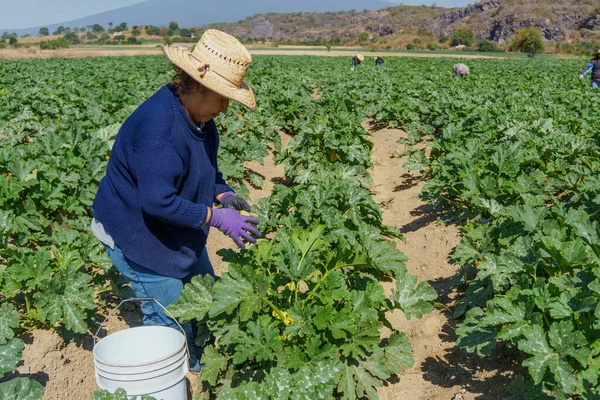 Mexican woman gathering crop of zucchini on field. — Foto de Stock