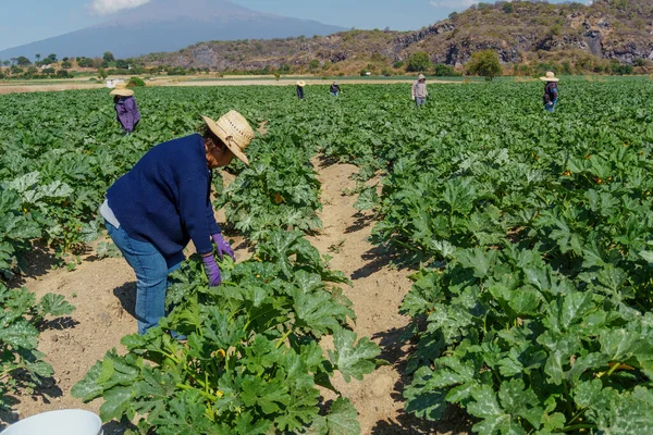 Mujer hispana cosechando calabacines de la tierra — Foto de Stock