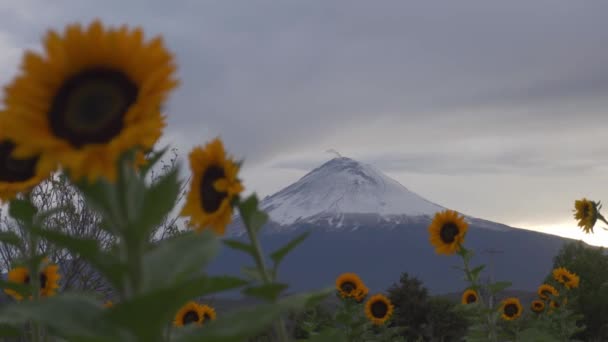 Campo di girasoli sul vulcano popocatepetl in Messico — Video Stock