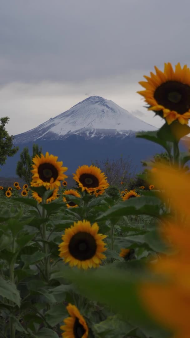 Volcano popocatepetl over a Field of Sunflowers — Stock Video