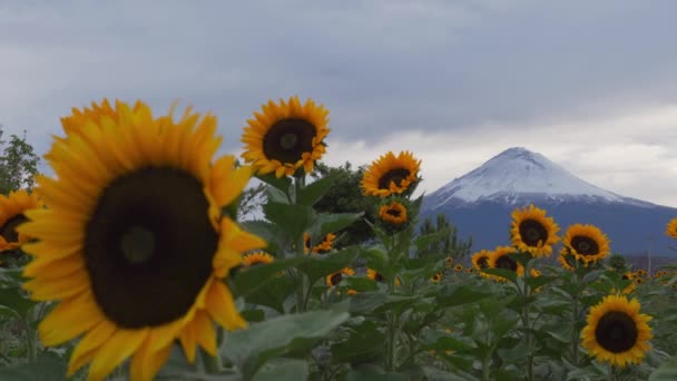 Vulcão popocatepetl sobre um campo de girassóis — Vídeo de Stock