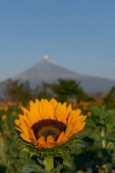 火山在向日葵地上方的凹坑 — 图库照片