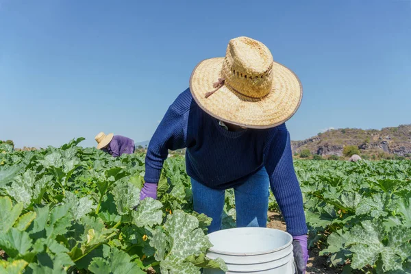 Hispanic woman harvesting courgettes from land — Foto de Stock