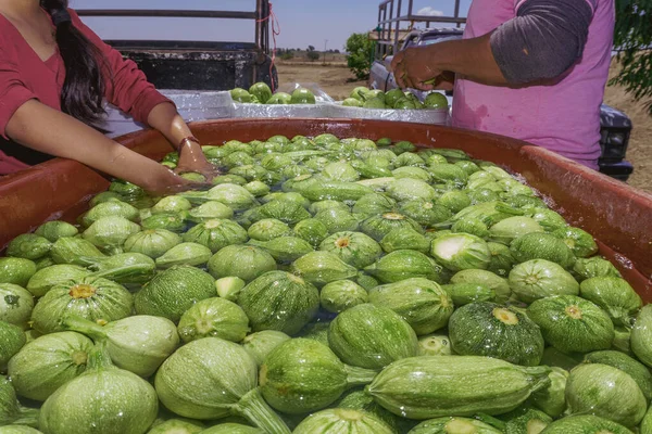 Mans mano recoger calabacín en una cesta de plástico. Concepto de agricultura. — Foto de Stock