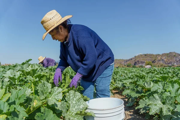 Latin american farm worker engaged in courgettes harvesting on plantation — Foto de Stock