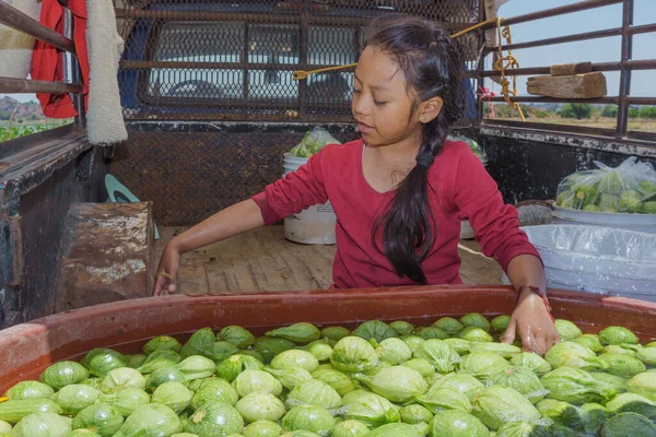 Una niña pequeña ayudando a empacar calabacín verde — Foto de Stock