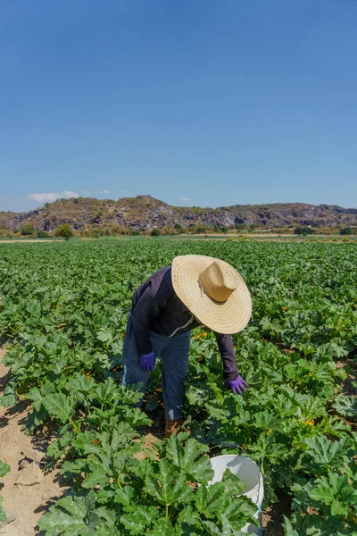 Farmer harvesting the land in mexico — Foto de Stock