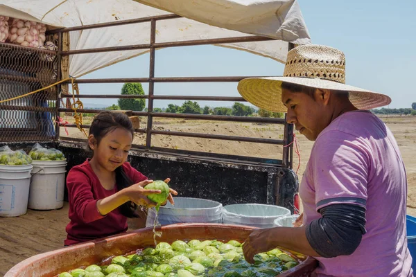 Photo of father and daughter packing green zucchini — Foto de Stock