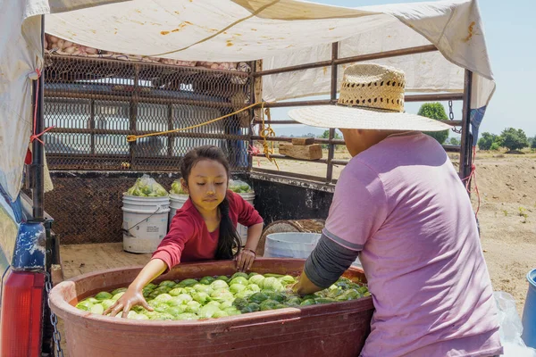 Padre e hija embalaje verde calabacín — Foto de Stock