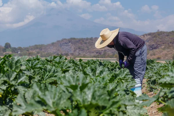 Cultivador hispano exitoso en plantación de calabacines durante la cosecha — Foto de Stock