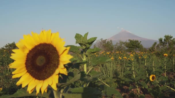 Vulkaan popocatepetl boven een veld van zonnebloemen — Stockvideo