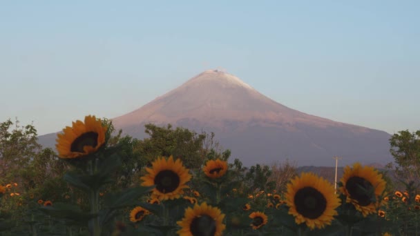 Campo de girassóis no vulcão popocatepetl no México — Vídeo de Stock
