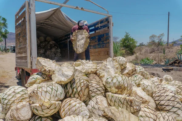 Un hombre descarga piñas de agave para mezcal enfoque selectivo — Foto de Stock