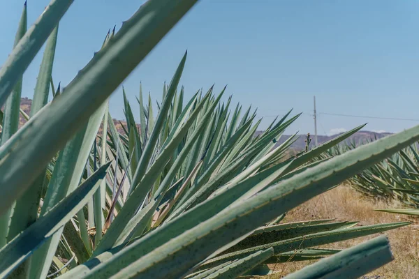 Detail of Blue Agave in oaxaca Mexico — Foto de Stock