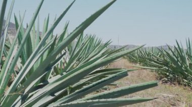 A field of Blue Agave in oaxaca