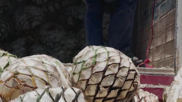 Um caminhão com abacaxis agave para mezcal — Vídeo de Stock