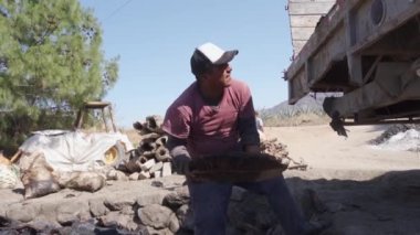 a man loading a truck with agave pineapples after being cooked