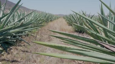agave leaf ,Agavoideae, texture background