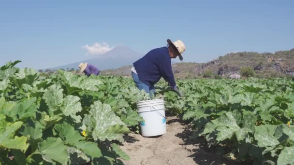 Женщина-фермер, стоящая в поле для кабачков — стоковое видео