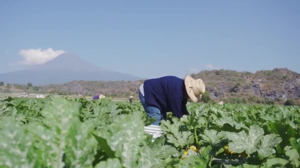 Mujer mexicana recolectando calabacín en el campo. — Vídeo de stock