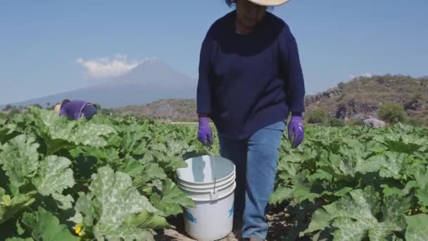 Мексиканка собирает урожай цуккини на поле. — стоковое видео