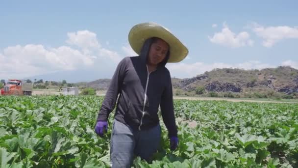 Latin american farm worker engaged in mexican squash harvesting — Vídeo de stock