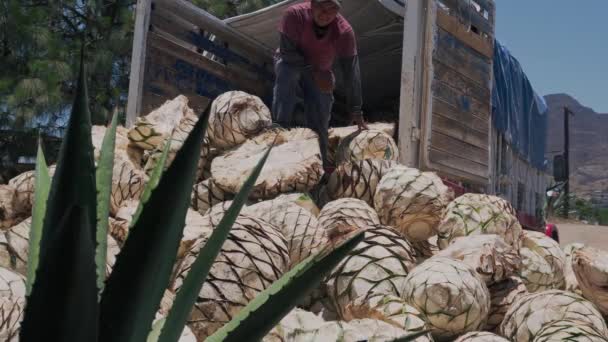Мужчина разгружает ананасы агавы для мезокаля, избирательный фокус — стоковое видео