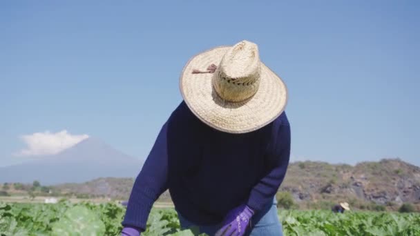 Mujer hispana cosechando calabacines de la tierra — Vídeo de stock