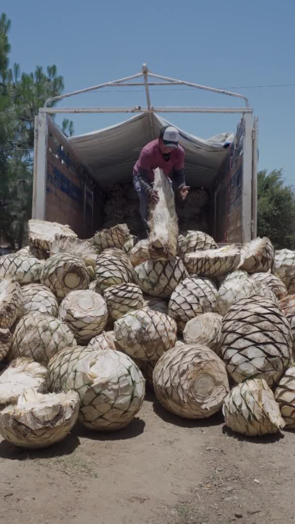 Um homem descarrega abacaxis agave para mezcal, foco seletivo — Vídeo de Stock