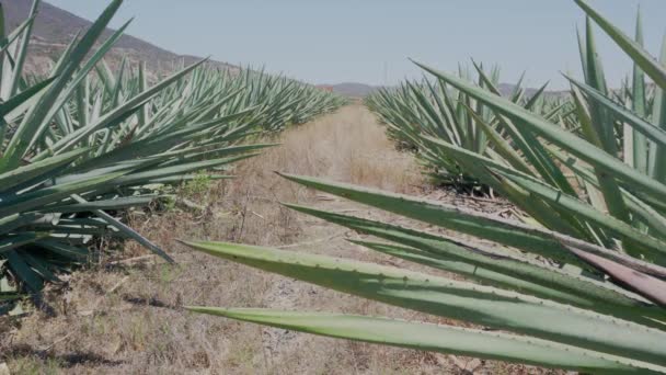 Agave leaf, Agavoideae, textura de fundo — Vídeo de Stock