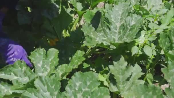 Close up van een bloem op een courgette plant — Stockvideo