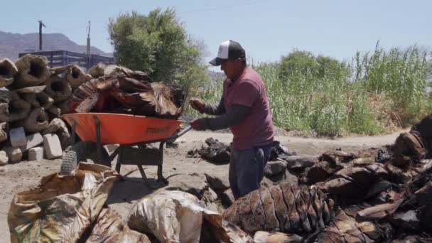Man collecting agave pineapples after being cooked — Stok Video
