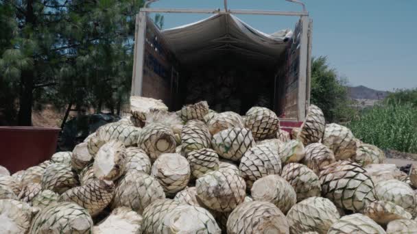 Homem abacaxis descarga de maguey mezcalero — Vídeo de Stock