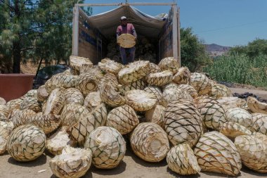 Maguey Mezcalero 'dan ananas indiren adam.