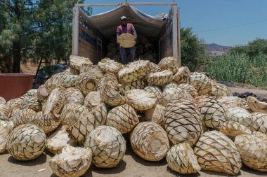 man unloading pineapples from maguey mezcalero clipart