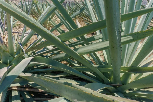 Detail Of Agave Succulent In Botanical Garden — Stock Photo, Image